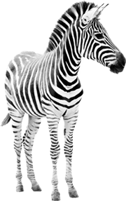 zebra1